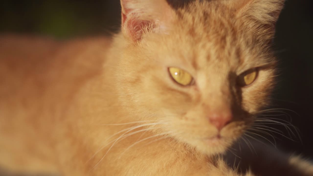 el gato rojo se lame a sí mismo en un techo al atardecer - primer plano