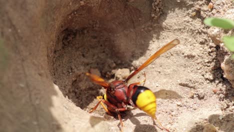 mud dauber wasp gathering mud for building nest, close up macro from behind the yellow and brown bug slow-motion clip, collect dirt and rolls like a ball, and carrying back to the nest