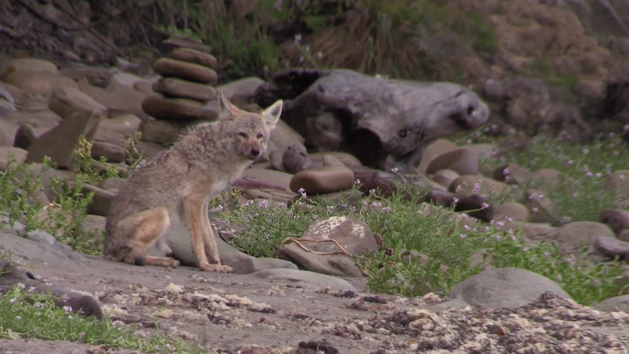 A coyote observes its surroundings from a forest 1