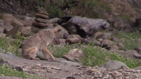 Un-Coyote-Observa-Sus-Alrededores-Desde-Un-Bosque-1