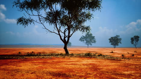 acacia triis in african landscape