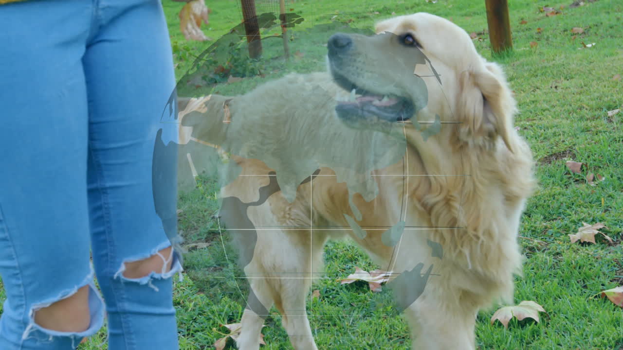 Golden retriever playing fetch with person, overlaid with world map animation