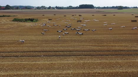 Eine-Große-Gruppe-Von-Kranichen,-Die-Auf-Der-Suche-Nach-Nahrung-über-Ein-Gemähtes-Feld-Fliegen