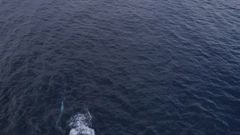 Aerial-View-Of-Humpback-Whales-Swimming-On-Sea-Surface---drone-shot