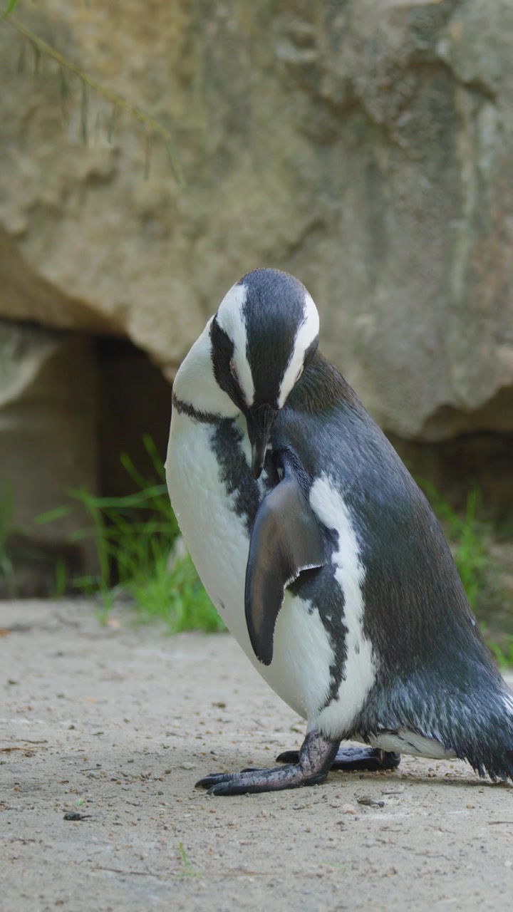 Seekor penguin Afrika berdiri di medan berbatu, dengan metodis merapikan bulu-bulunya di bawah cahaya matahari alami. Kamera tetap stabil dengan bidikan medium, menangkap gerakan halus.