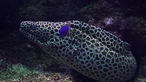 honeycomb moray eel inside reef waiting long time, rare animal