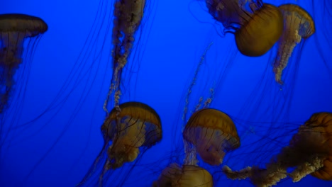 Medusas,-Ortigas-Del-Mar-Pacífico-Bajo-El-Agua