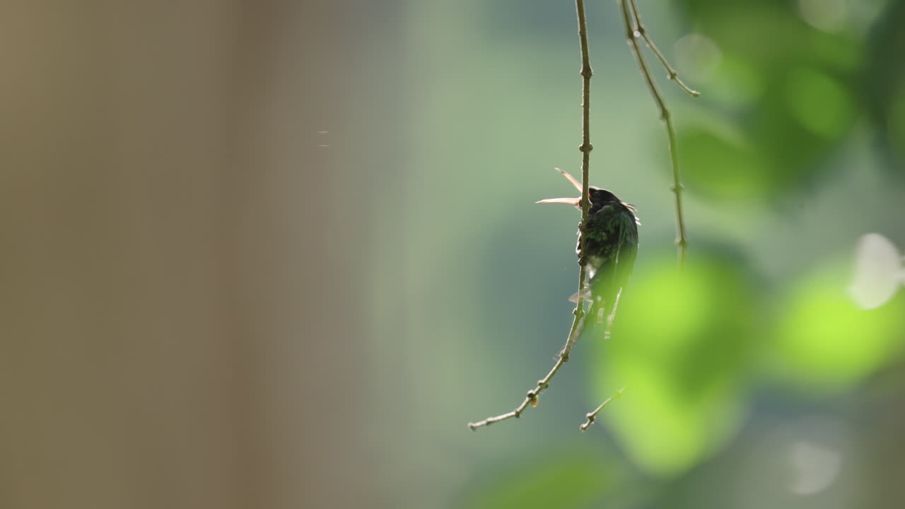 Scena cinematografica di due colibrì che combattono con comportamento agonistico e territoriale nella foresta. Colibrì coda a nastro dal becco rosso