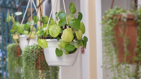 hanging plants in pots
