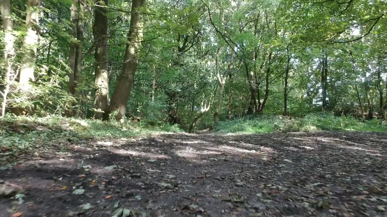 Bewegend door bosrijk gebied - gebladerte