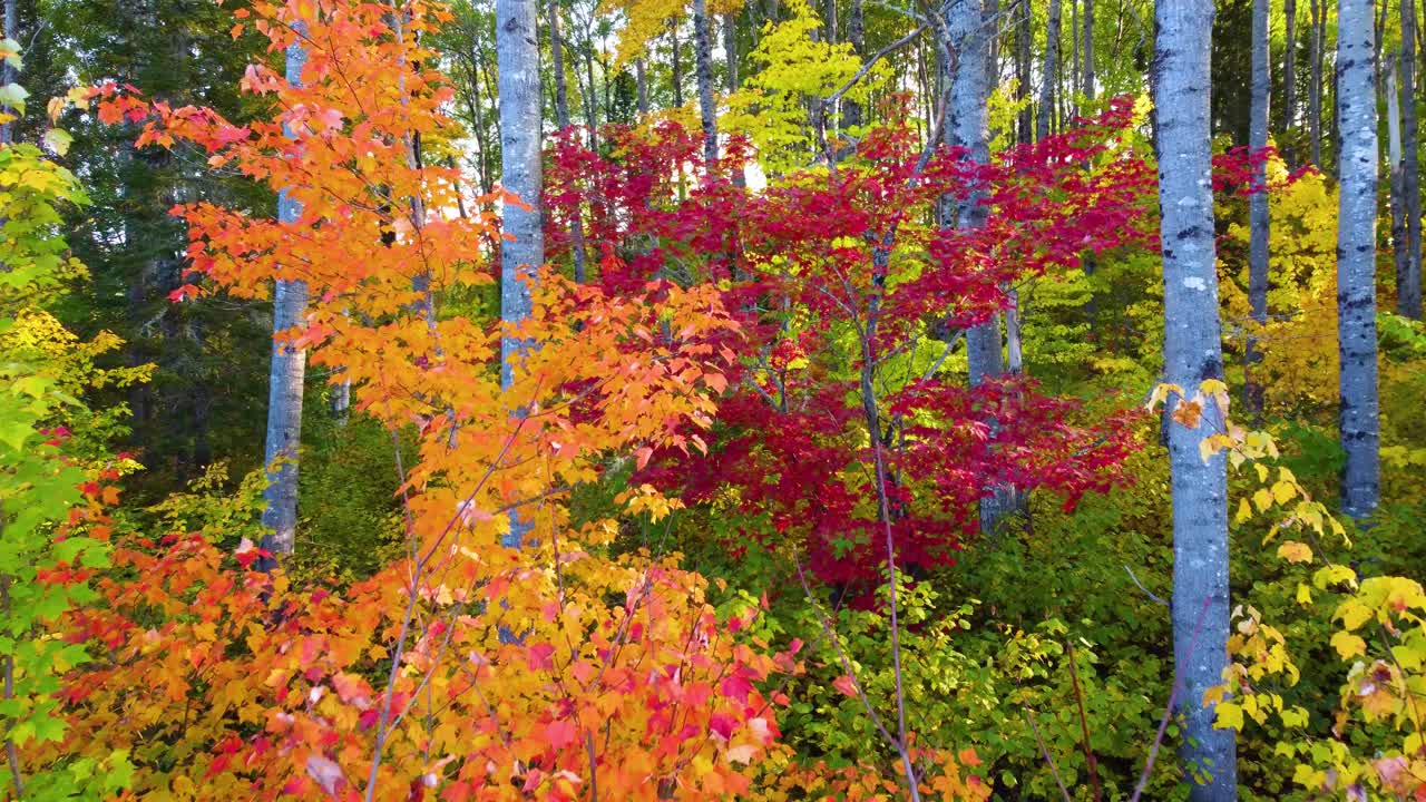 Drone flyover of lush autumn forest trees in park, vibrant fall colors in Thunder Bay, Northern Ontario, Canada.