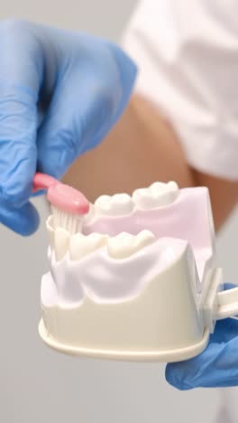 a detailed dental model showcasing the essential proper toothbrushing techniques along with oral hygiene education