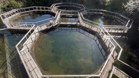 numerous fish swimming in circles inside round ponds of a salmon farm