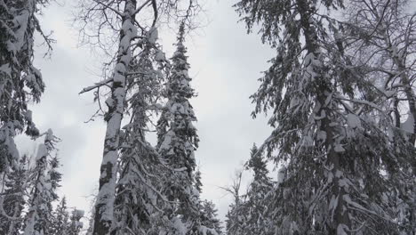 snowy forest canopy