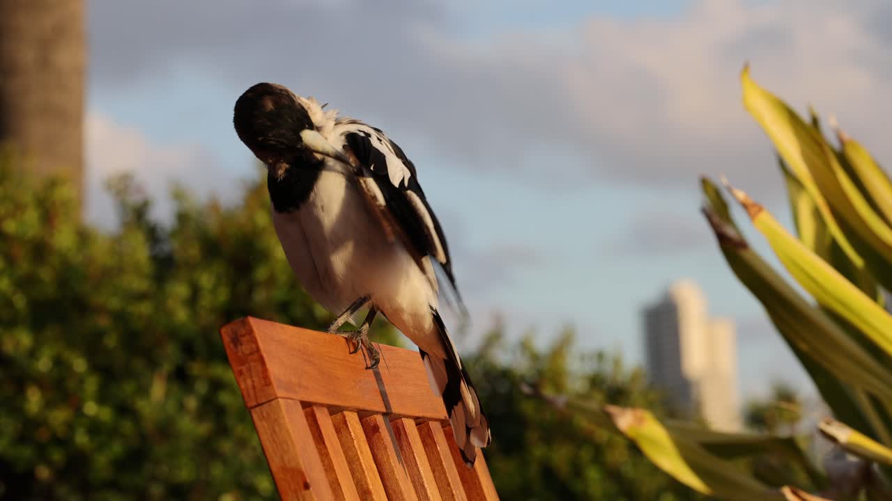 una urraca preparándose en una percha de madera