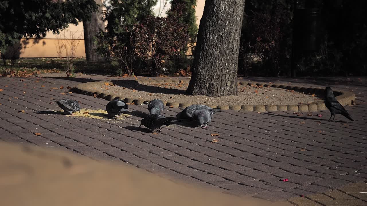 도시에 있는 비둘기 무리와 갈까마귀 한 마리가 사람들이 남긴 음식을 먹고 있습니다.
