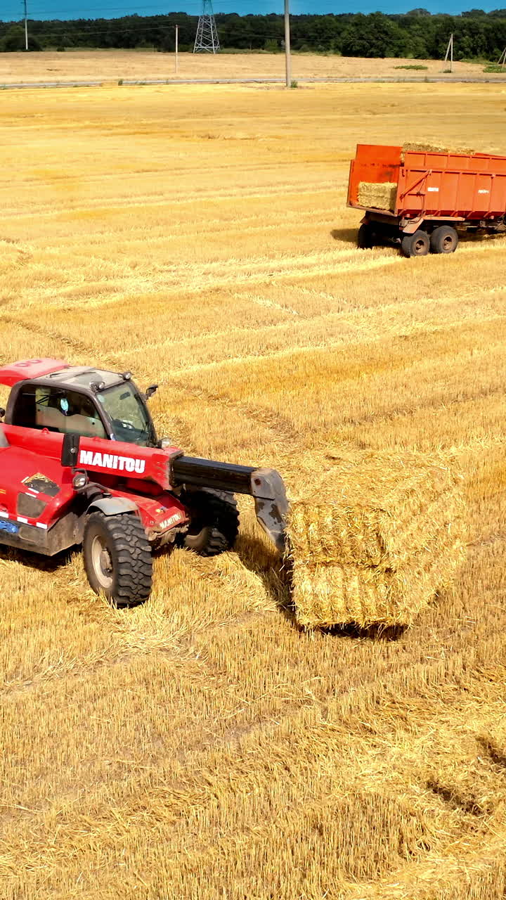 Tractor pulls the mown bales of hay. Piles of hay collected by agricultural machines in haystack. Vertical video