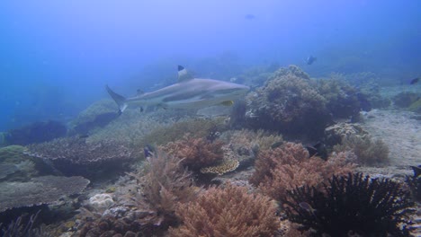 asombroso encuentro de un gran tiburón de arrecife de punta negra que nada en un colorido entorno submarino