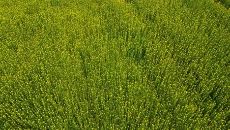 beautiful mustard flower field drone shot video