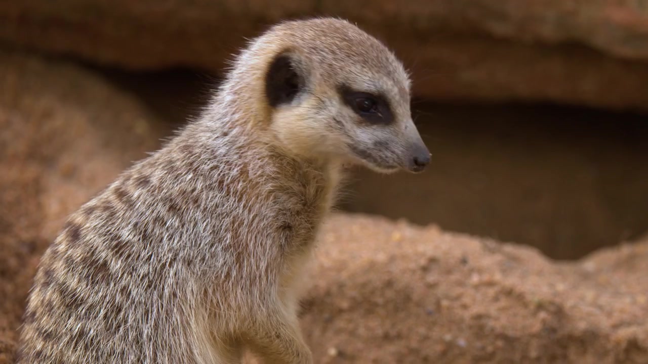 Um suricate cava ativamente na areia vermelha, levantando terra enquanto escava sua toca subterrânea