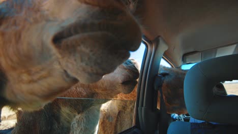 Close-up-shot-of-a-beautiful-herd-of-donkeys-sticking-their-heads-through-a-car-window-to-be-fed-in-Bonaire,-Caribbean