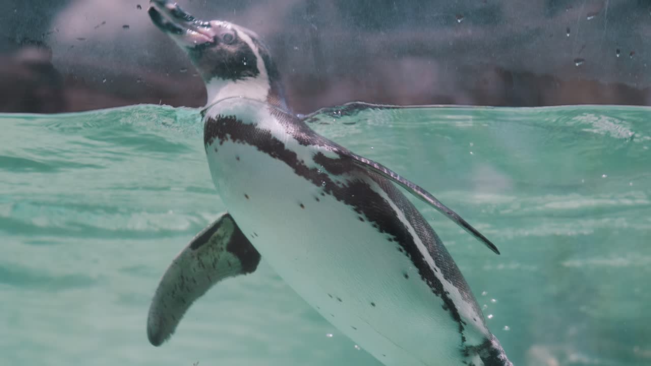 pingüino magallánico nadando suavemente dentro de un acuario con agua azul clara