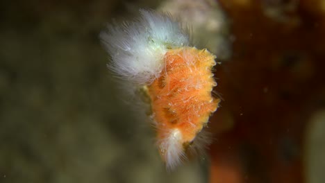 Close-up-of-tail-from-warty-orange-frogfish