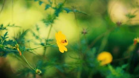 Honey-bee-collects-pollen-from-marsh-marigold-flower,-animal-insect-wildlife