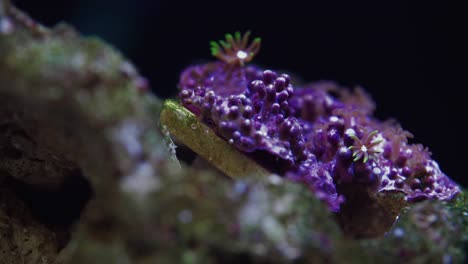 Pequeño-Coral-En-El-Acuario-De-Agua-Salada