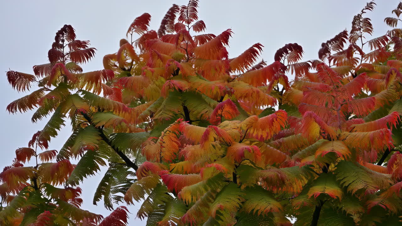 Vibrant Autumn Leaves Displaying Fall Colors