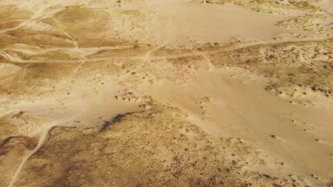 aerial: revealing the line of the green pine forest near the sandy dead dunes