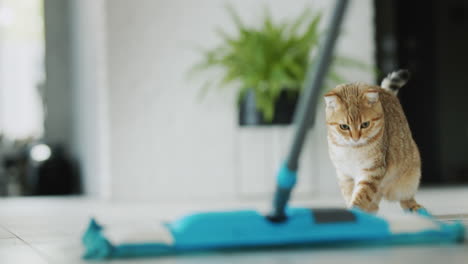 the man washes the floor with a mop, the cat is watching. pet cleaning