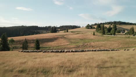 Aerial-footage-of-a-herd-of-sheep-grazing-on-a-dry-grass-on-a-beautiful-summer-evening