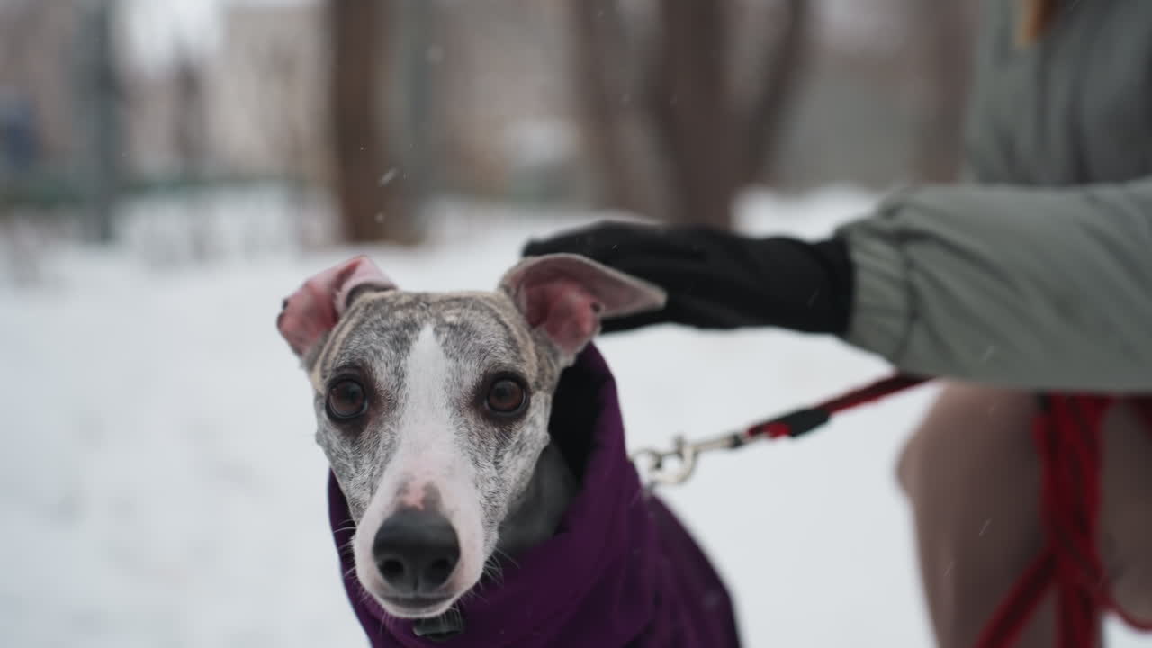 Close-up of whippet dog in purple coat during winter walk, looking alert with leash held by owner in glove, snowy forest background softly blurred, light snow falling in peaceful outdoor environment