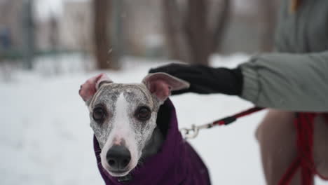 close-up of whippet dog in purple coat during winter walk, looking alert with leash held by owner in glove, snowy forest background softly blurred, light snow falling in peaceful outdoor environment