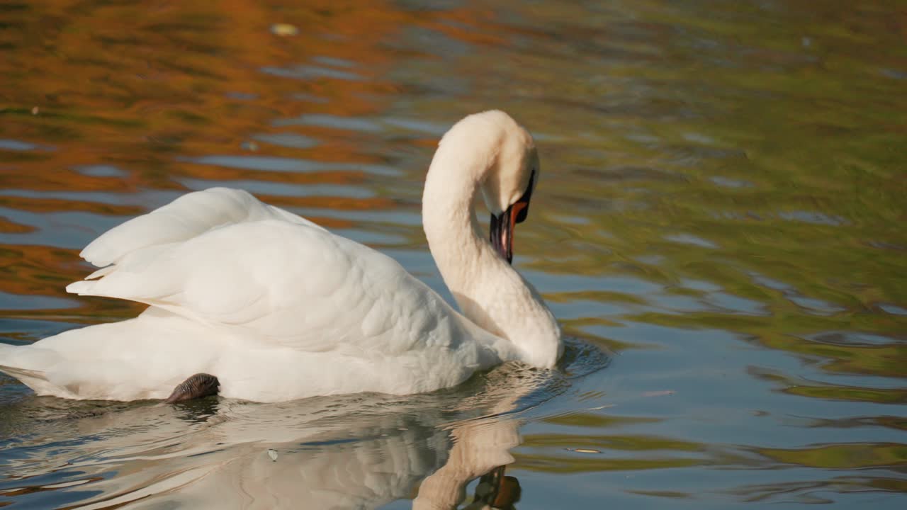 cisne blanco acicalándose en el lago reflejado en la superficie del agua ondulada