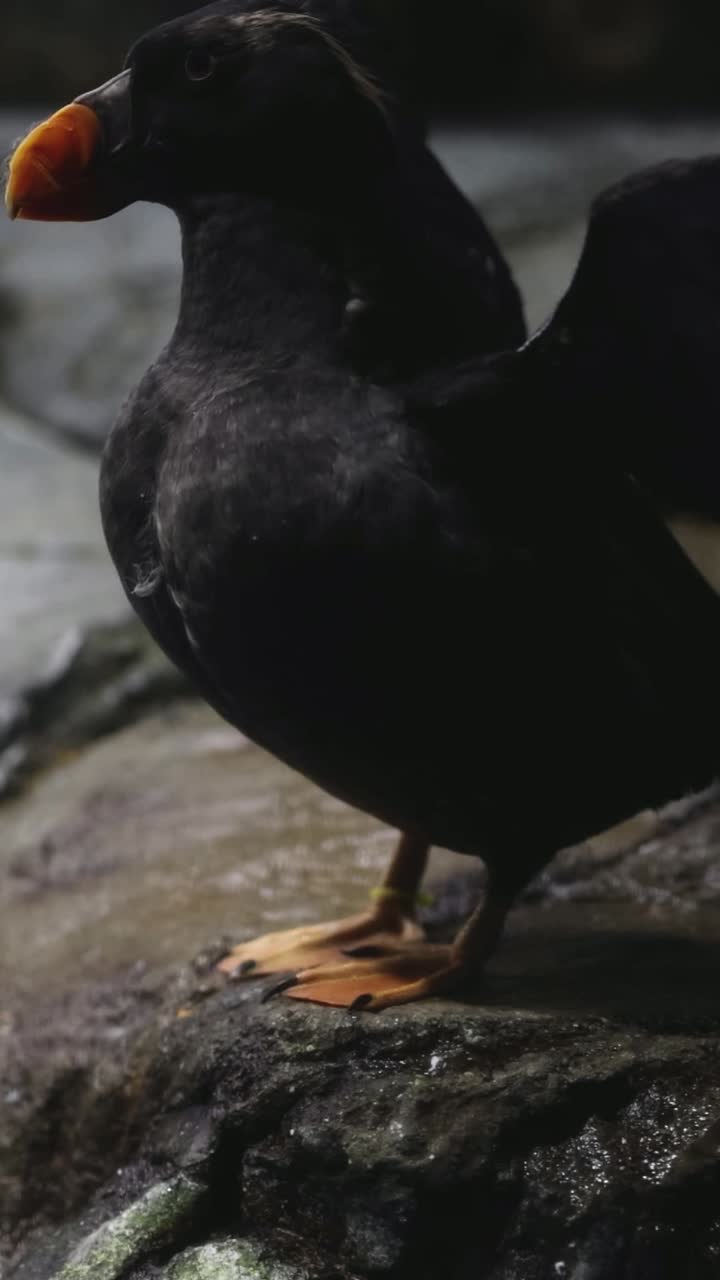 새 는 앉아서 날개 를 흔들고 날아갑니다.