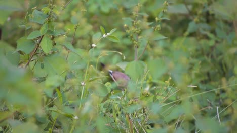 Silverbill-Indio-Sentado-En-Las-Plantas