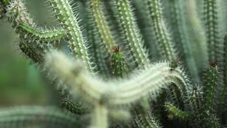 Vista-Más-Cercana-Y-Movimiento-De-La-Cámara-Del-Camión-Del-Lado-Izquierdo-De-Una-Planta-De-Euphorbia-Baioensis