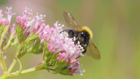 Hummel-Sammelt-An-Sonnigen-Tagen-Blütennektar.-Hummel-In-Makroaufnahme-In-Zeitlupe.