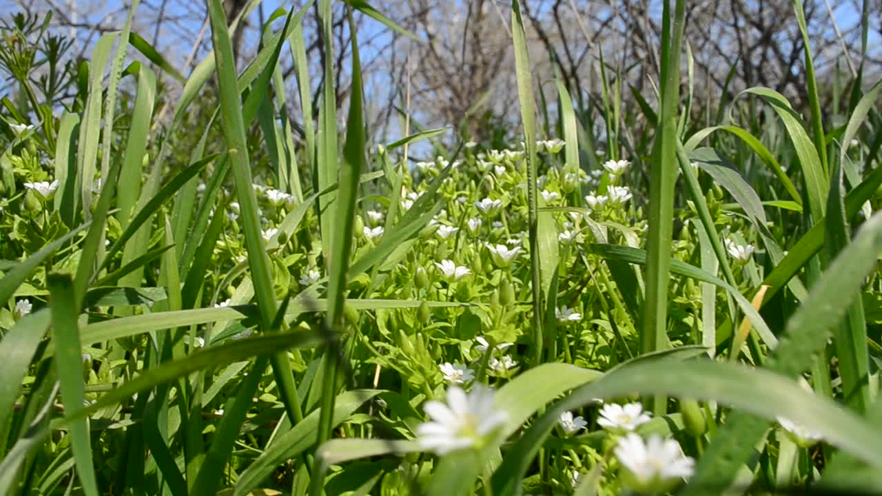 Shooting in April. Grass and flowers, background