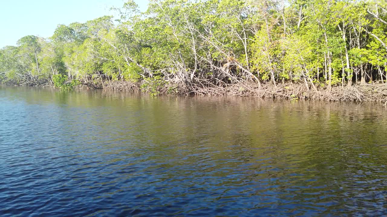 호주 포트 더글라스의 강을 따라 맹그로브의 전망