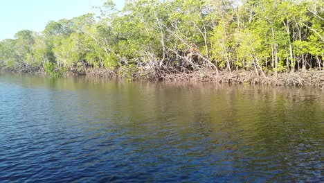 view of the mangroves along the river in port douglas, australia