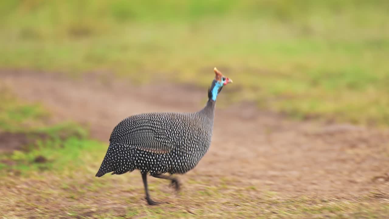Slow Motion Shot of Guinea Fowl pecking at grass and dirt path, interesting African Wildlife with beautiful colours colorful in Maasai Mara, Kenya, Africa Safari Animals in Masai Mara