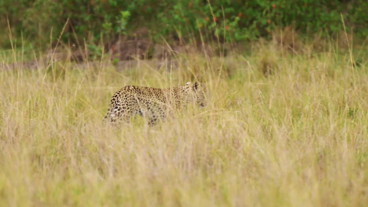 disparo en cámara lenta de un leopardo caminando a través de una espesa vegetación camuflado en el desierto de hierba alta de masai mara north conservancy, vida silvestre africana en peligro de extinción, protección de animales raros de safari