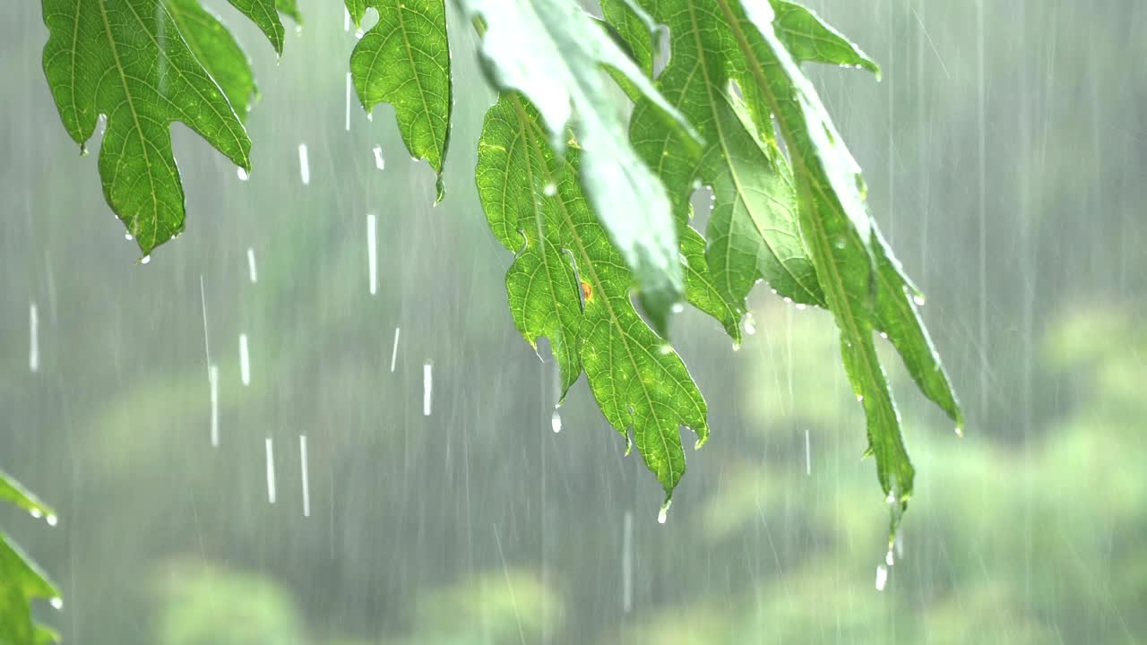 파파야 나무 잎 에 강한 비 가 내리고 있다