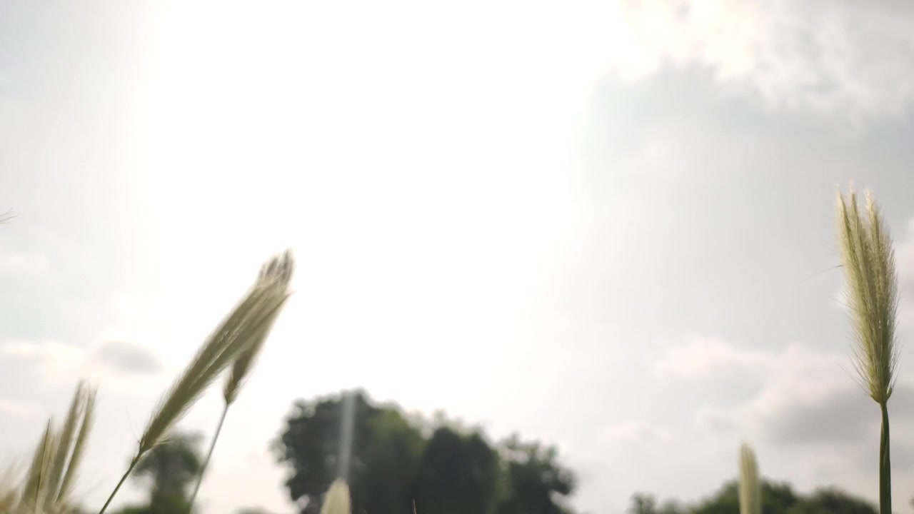 Filmato ravvicinato al rallentatore di erba selvatica a coda di volpe in fiore (specie Hordeum o Setaria) con spighette verdi sottili e piumose e reste prominenti