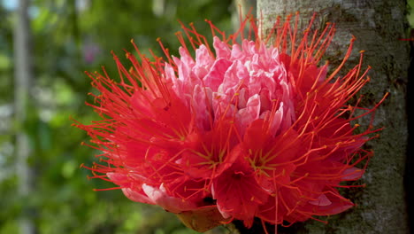 macro view of tropical red flower growing on tree of ecuadorian jungle in tena