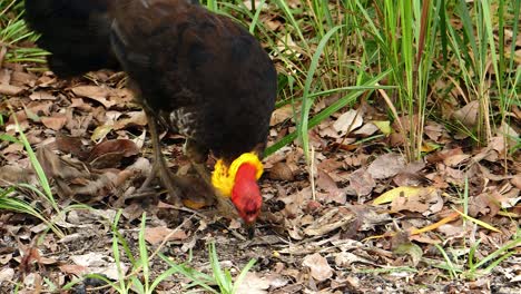 a colorful brush turkey feeds on the ground in australia