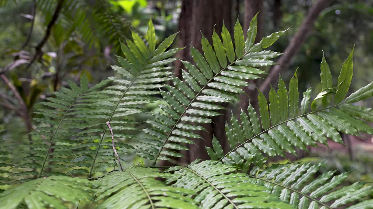 detailadas hojas de helecho de árbol verde moviéndose suavemente en medio de un vibrante y exuberante entorno forestal.